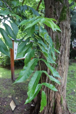 Pterocarya fraxinifolia - paořech jasanolistý - list léto